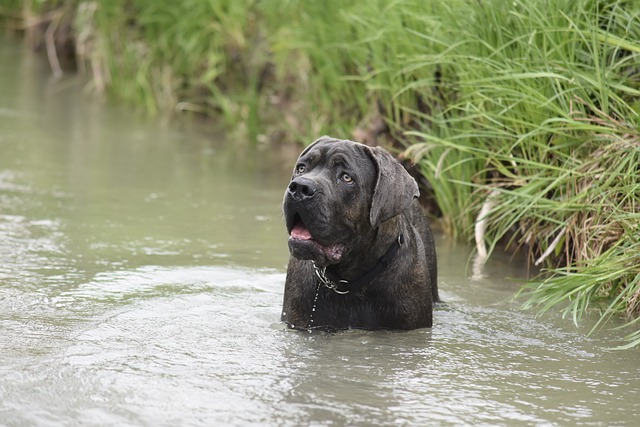 Cane Corso Puppies Sunshine Coast