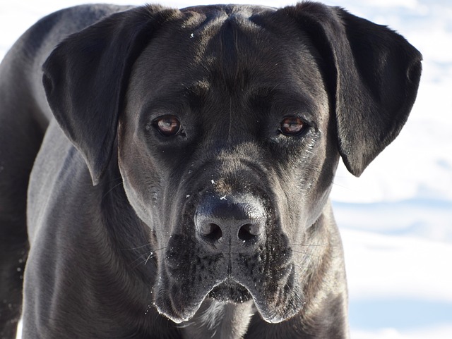 Cane Corso Puppies Sydney