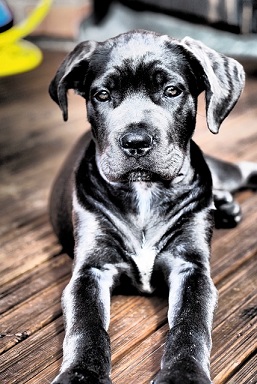 Cane Corso Puppies Tasmania