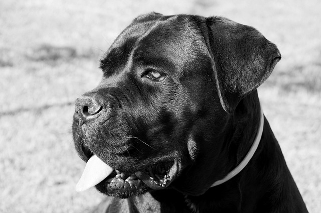 Cane Corso Puppies Victoria