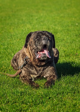 Cane Corso Puppies Western Australia