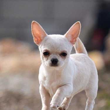 Chihuahua Puppies Brisbane