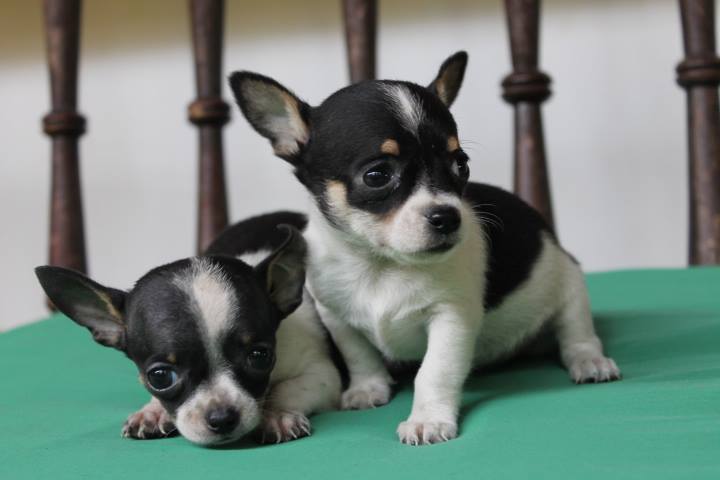 Chihuahua Puppies Melbourne