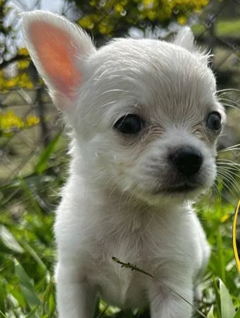 Chihuahua Puppies NSW