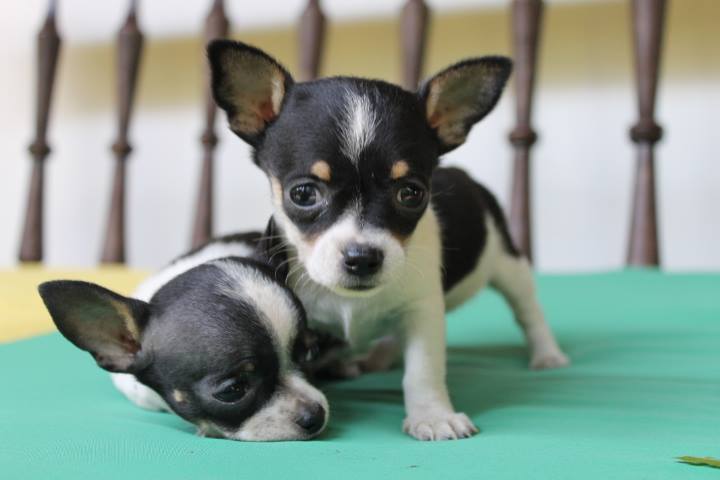 Chihuahua Puppies Queensland