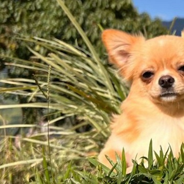 Chihuahua Puppies South Australia