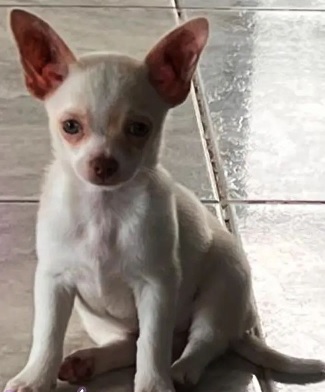 Chihuahua Puppies Victoria