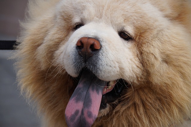 Chow Chow Puppies Melbourne