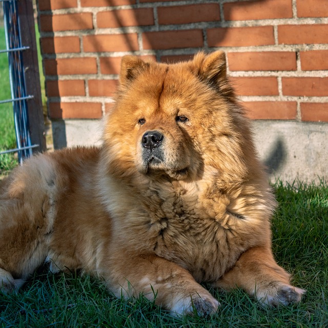 Chow Chow Puppies NSW