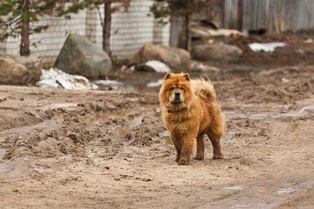 Chow Chow Puppies Queensland