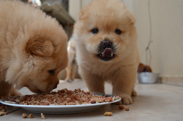 Chow Chow Puppies South Australia