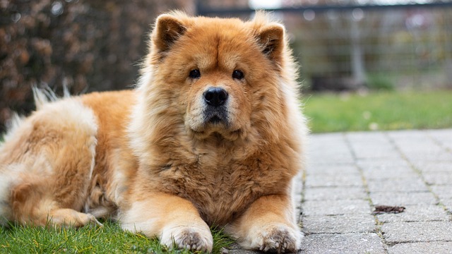 Chow Chow Puppies Sunshine Coast