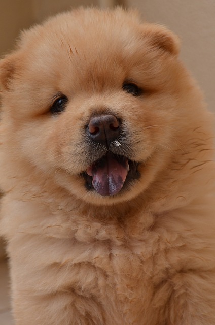 Chow Chow Puppies Sydney