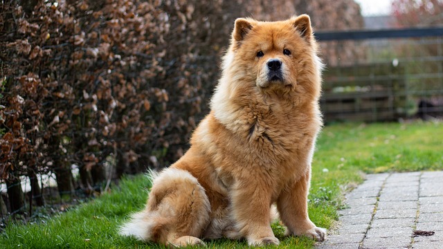 Chow Chow Puppies Western Australia