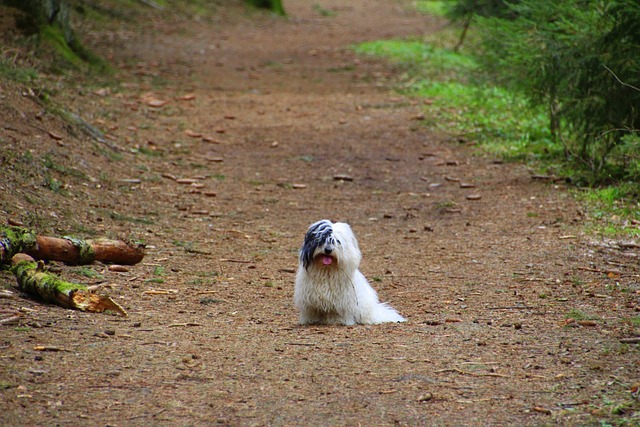 Coton de Tulear Puppies Brisbane