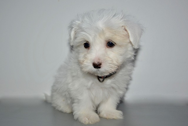 Coton de Tulear Puppies Canberra