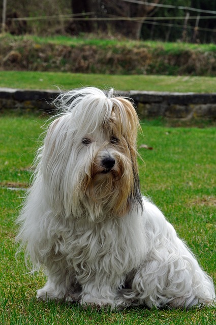 Coton de Tulear Puppies Melbourne