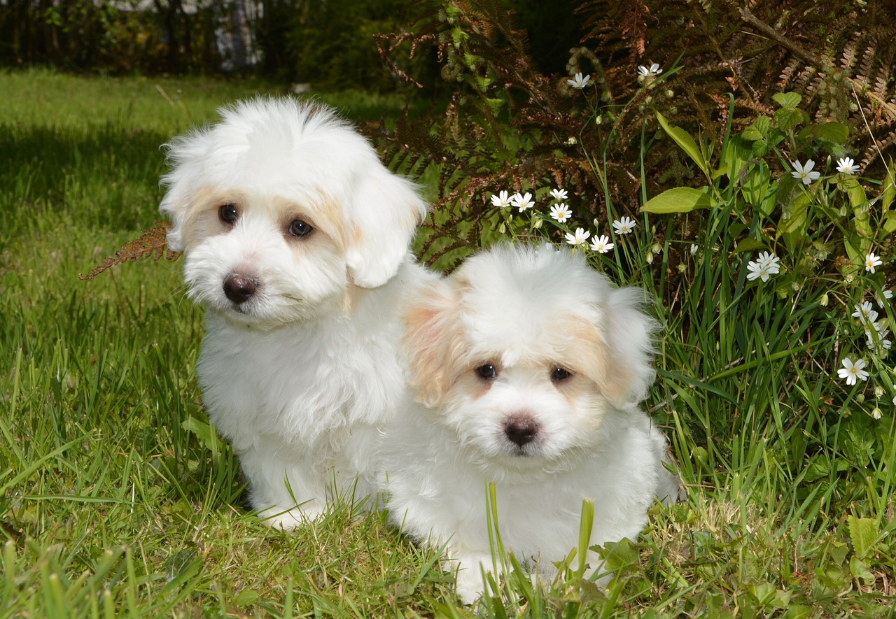 Coton de Tulear Puppies NSW