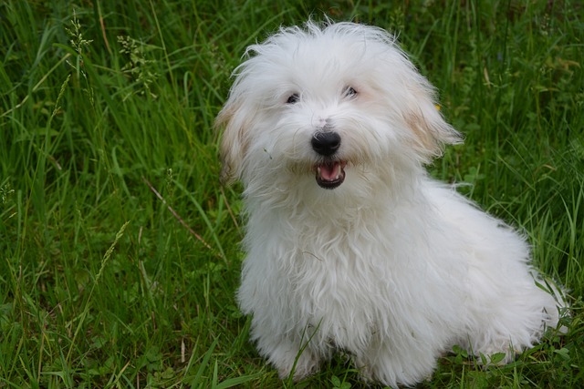 Coton de Tulear Puppies Queensland