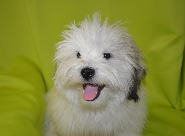 Coton de Tulear Puppies South Australia