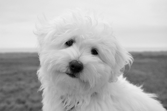 Coton de Tulear Puppies Sydney