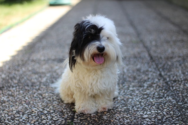 Coton de Tulear Puppies Tasmania