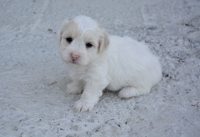 Coton de Tulear Puppies Victoria