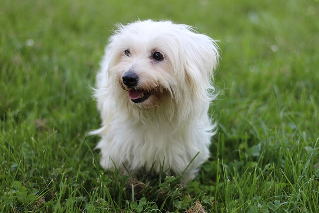 Coton de Tulear Puppies Western Australia