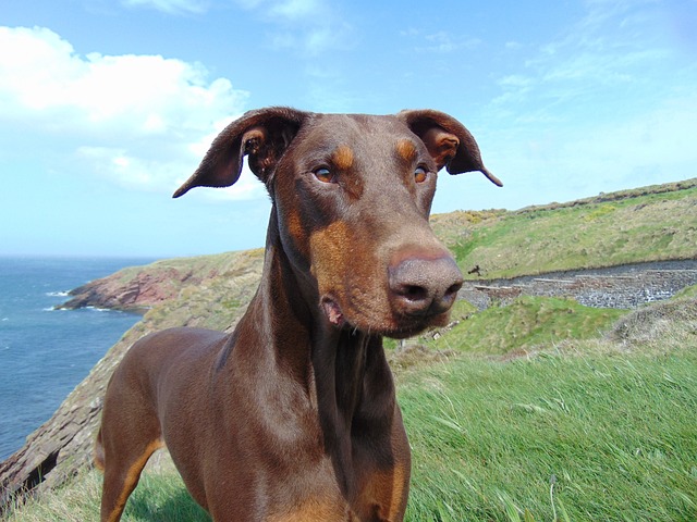 Dobermann Puppies Brisbane