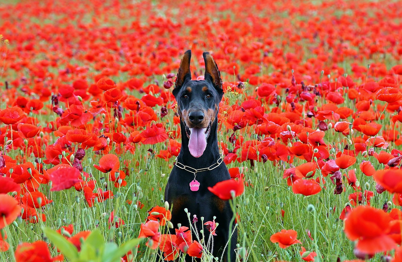 Dobermann Puppies NSW