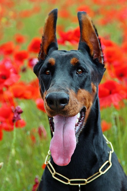 Dobermann Puppies South Australia