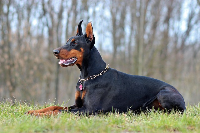 Dobermann Puppies Sunshine Coast