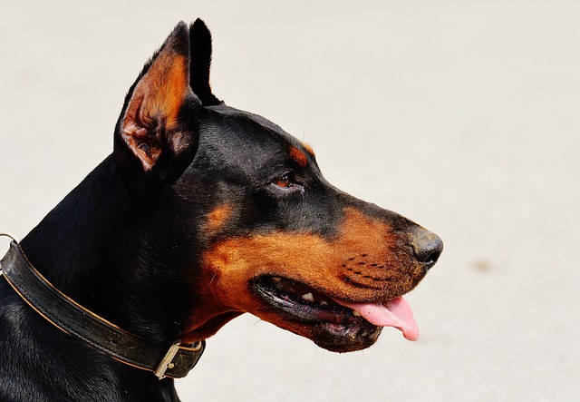 Dobermann Puppies Sydney