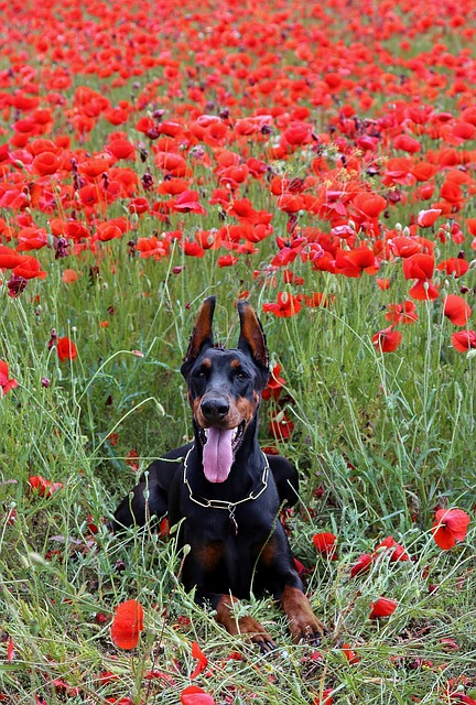 Dobermann Puppies Victoria