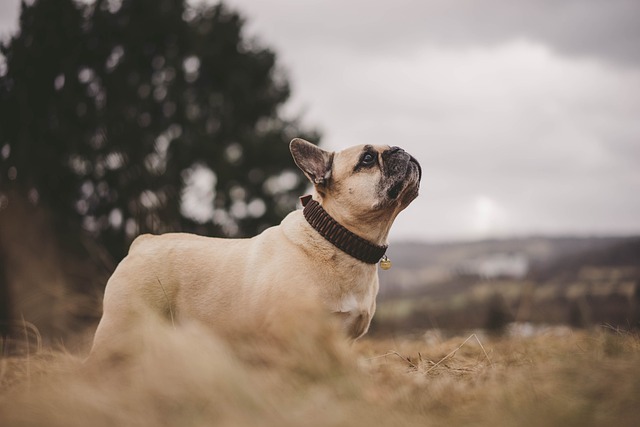 French Bulldog Puppies Brisbane