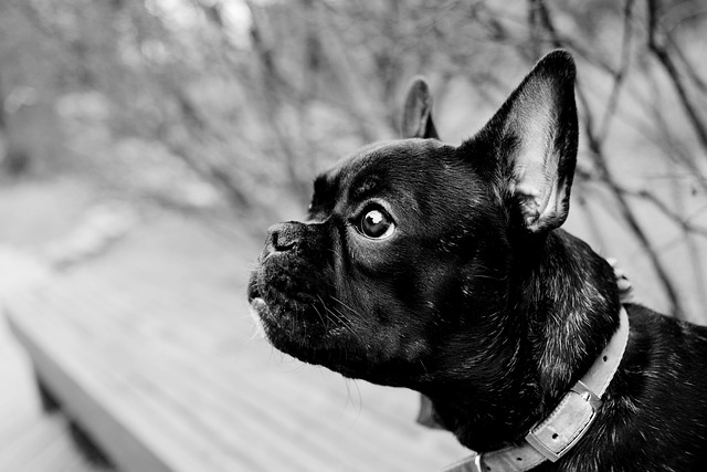 French Bulldog Puppies Canberra