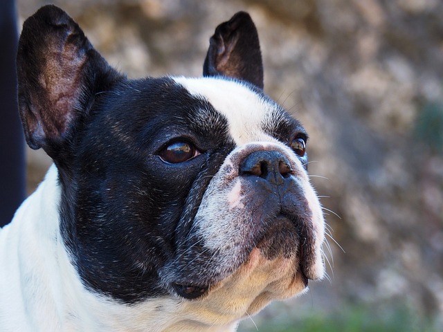 French Bulldog Puppies Melbourne