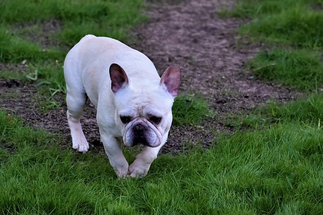 French Bulldog Puppies South Australia