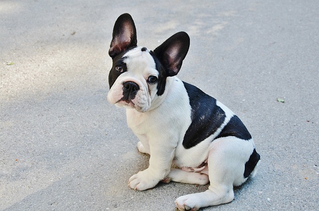 French Bulldog Puppies Sunshine Coast