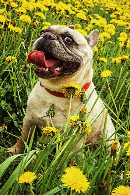 French Bulldog Puppies Tasmania