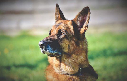 German Shepherd Dog Puppies Brisbane