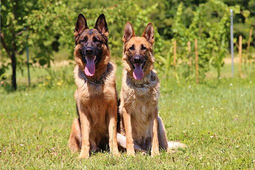 German Shepherd Dog Puppies Canberra