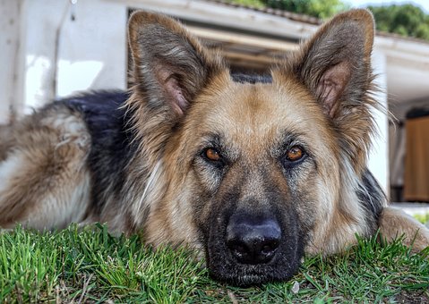 German Shepherd Dog Puppies Melbourne