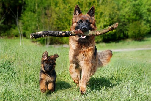 German Shepherd Dog Puppies Queensland