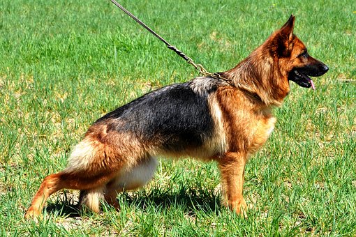 German Shepherd Dog Puppies South Australia