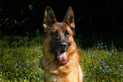 German Shepherd Dog Puppies Sunshine Coast