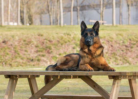 German Shepherd Dog Puppies Sydney