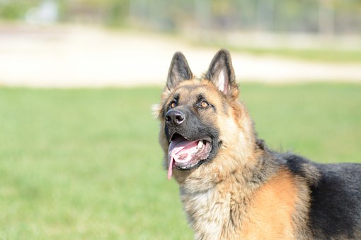 German Shepherd Dog Puppies Tasmania