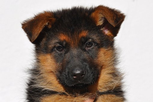 German Shepherd Dog Puppies Victoria