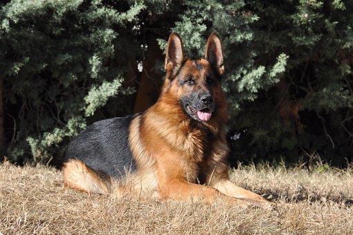 German Shepherd Dog Puppies Western Australia